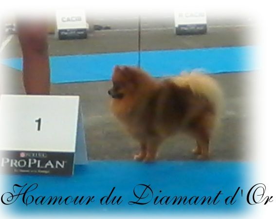 du Diamant d'Or - Expo Dijon 2014