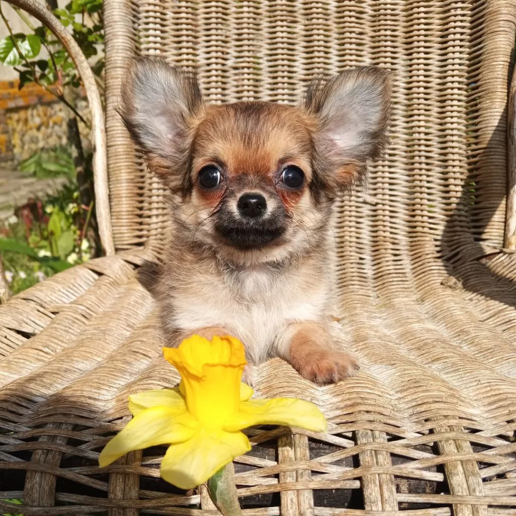 du Diamant d'Or - Chiot disponible  - Chihuahua
