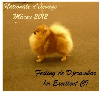 du Diamant d'Or - Nationale d'élevage 2012