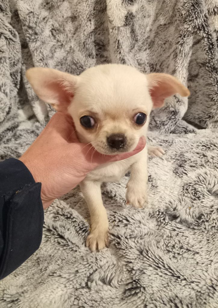 du Diamant d'Or - Chiot disponible  - Chihuahua