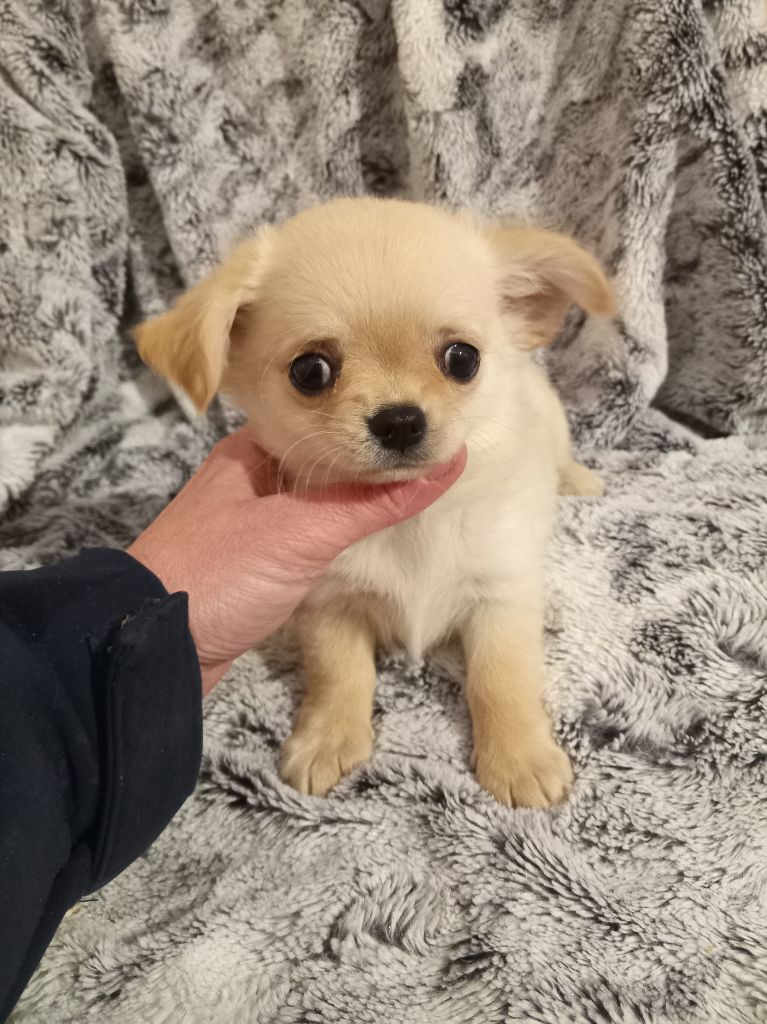 du Diamant d'Or - Chiot disponible  - Chihuahua