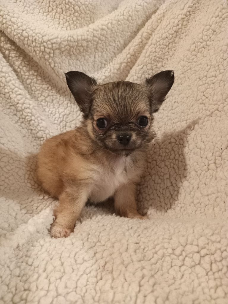 du Diamant d'Or - Chiot disponible  - Chihuahua