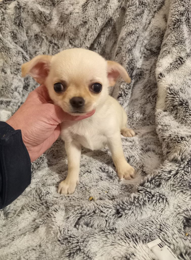 du Diamant d'Or - Chiot disponible  - Chihuahua