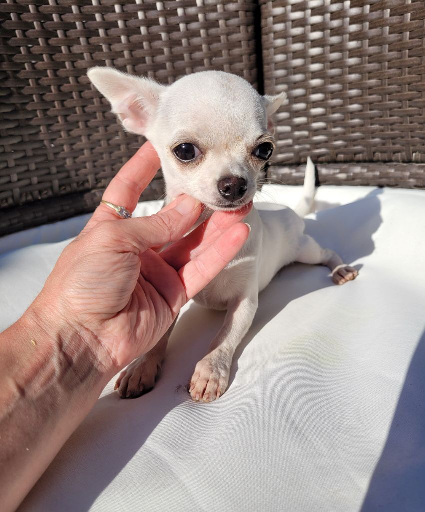 du Diamant d'Or - Chiot disponible  - Chihuahua