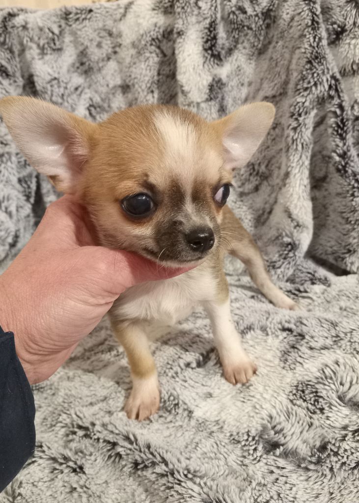 du Diamant d'Or - Chiot disponible  - Chihuahua