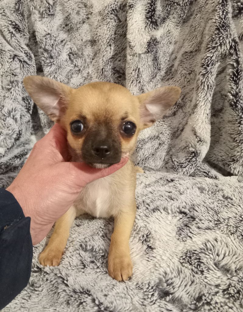 du Diamant d'Or - Chiot disponible  - Chihuahua