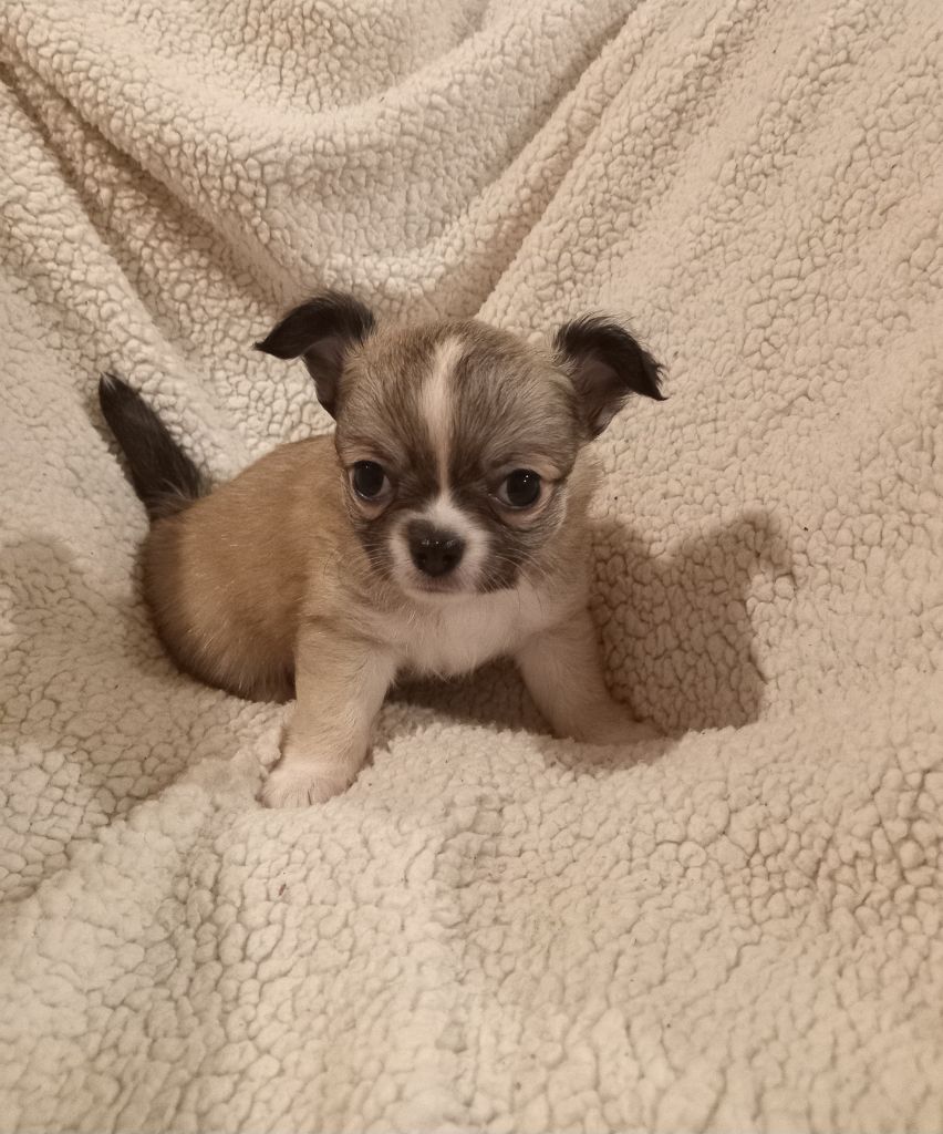 du Diamant d'Or - Chiot disponible  - Chihuahua