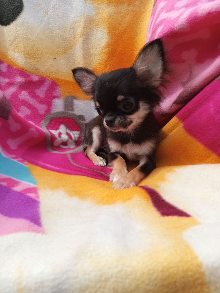 du Diamant d'Or - Chiot disponible  - Chihuahua