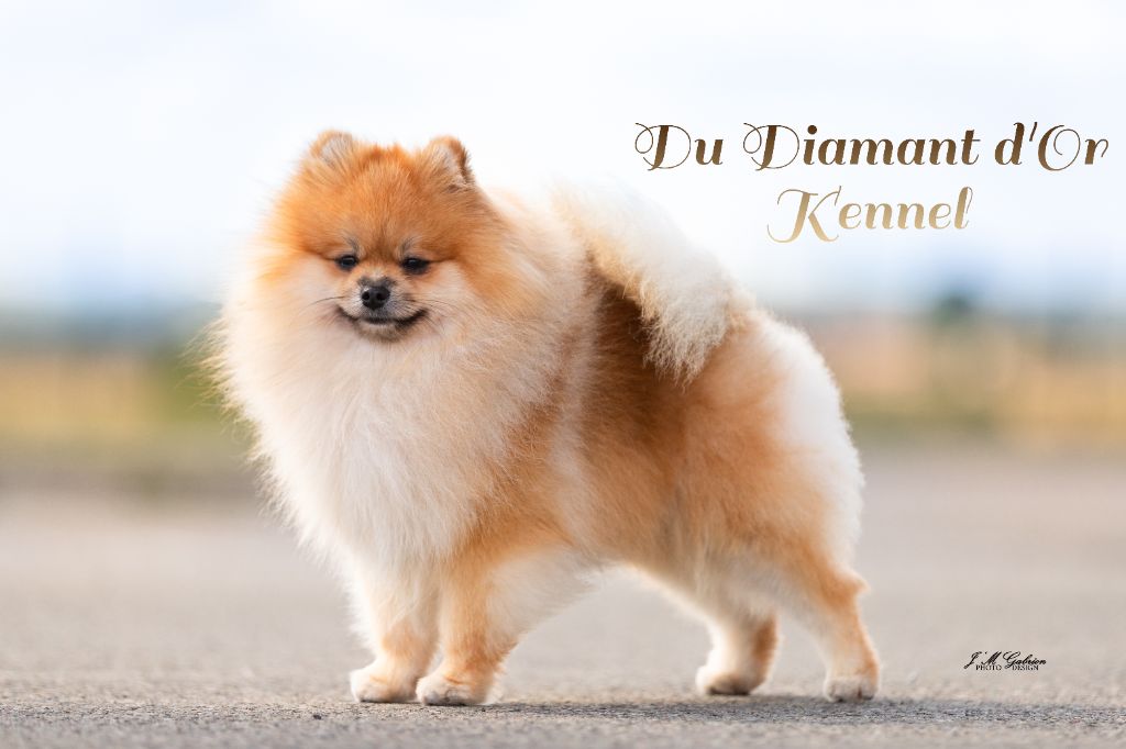 CH. floryartpom's Tyke