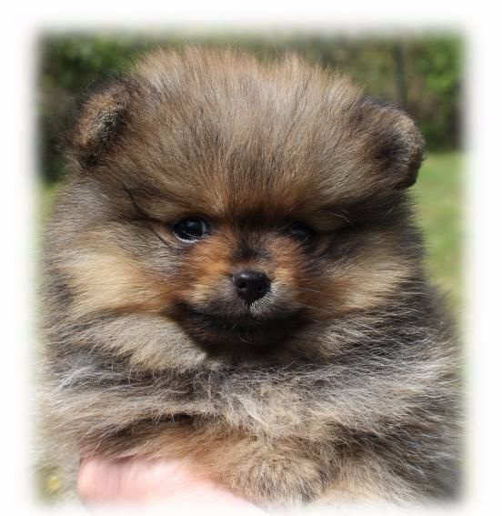 Chiot Spitz allemand du Diamant d'Or