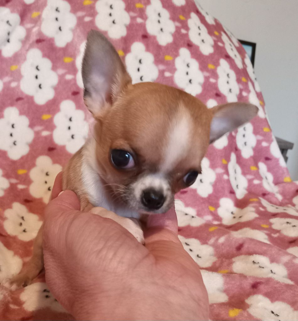 du Diamant d'Or - Chiots disponibles - Chihuahua