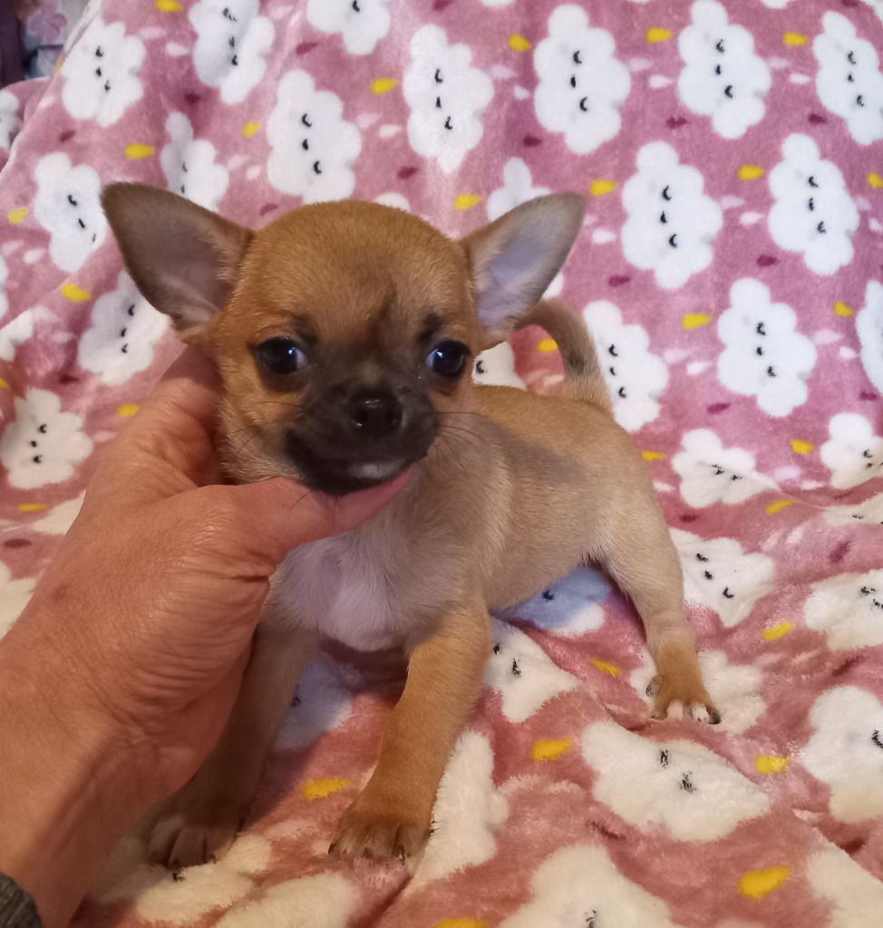 du Diamant d'Or - Chiots disponibles - Chihuahua