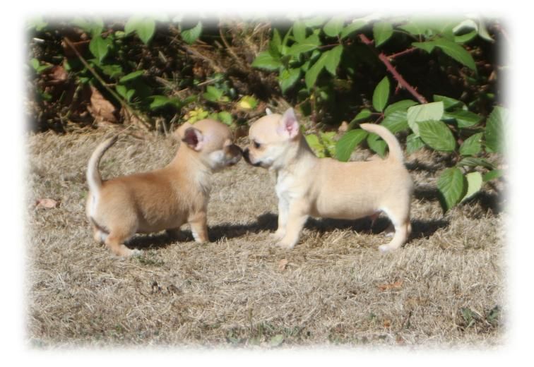 Chiot Chihuahua du Diamant d'Or