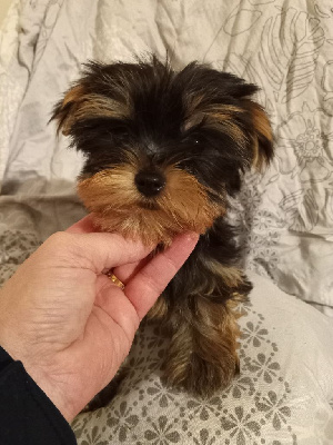 CHIOT 2