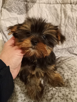 CHIOT 1