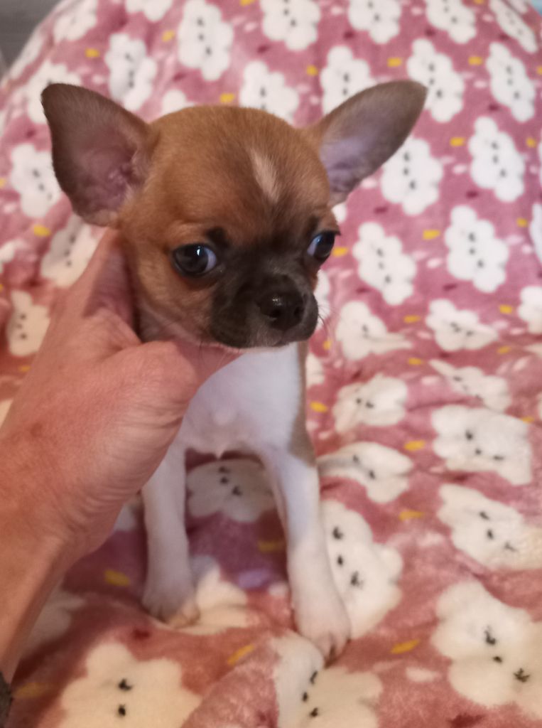 du Diamant d'Or - Chiots disponibles - Chihuahua