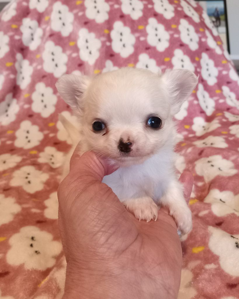 du Diamant d'Or - Chiots disponibles - Chihuahua