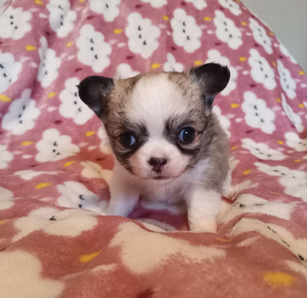 du Diamant d'Or - Chiots disponibles - Chihuahua