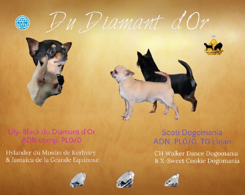 Chiot Chihuahua du Diamant d'Or